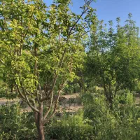 370-م-باغچه-4-دیواری-دارای-اتاقک-و-استخر-گرمابسرد