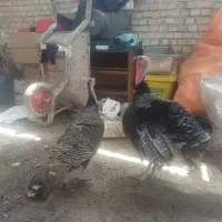 بوقلمون جفت نروماده