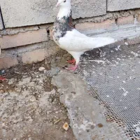 توق هفت رنگ نر مست