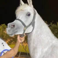 مادیون عرب دوسر