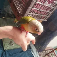 طوطی گرینچیک رام و ارزان ، کرمان