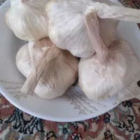 سیر|خوردنی و آشامیدنی|سنقر, |دیوار