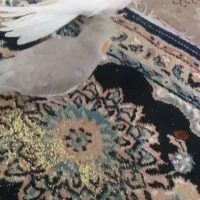 عروس هلندی