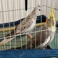 یک جفت عروس هلندی،سالم،بازیگوش
