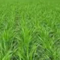 سرکارگر ..وجین و سیب چغندر پیاز و