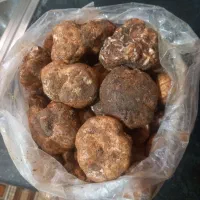 دنبل درشت و تازه