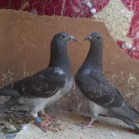 کبوتر جوجه