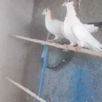 کفتر پلاس طوقی دم سفید دم سیاه