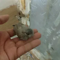 سهره