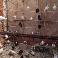 فروش چند طوق کبوتر پرشی هم جوجه هم کبکی ضمانتی
