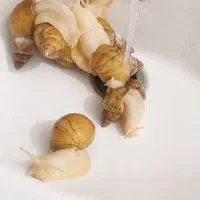 حلزون