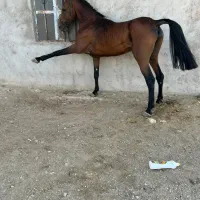 سلام فروشی نریان کره قیامت دارایی بابرگ کشش