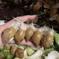 فروش فوق العاده حلزون بهداشتی و کلاژن ساز