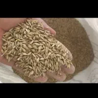 جو سبوس ذرت