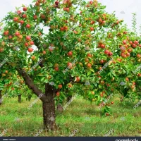 فروش 2 هکتار زمین کشاورزی و باغ