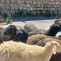 گوسفند بره چاق جهت نذری ماه محرم تخفیف ویژه