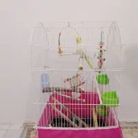 پرنده قفس