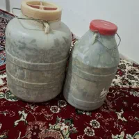 برگ مو