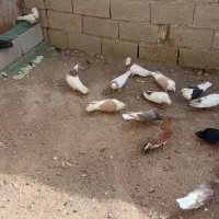 کبوتر|پرنده|اهواز, ۳۰ متری|دیوار