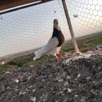 طوقی سیاه نر
