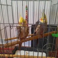 عروس هلندی نر و ماده