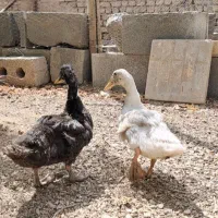 اردک