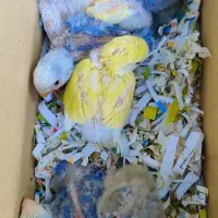 تعدادی طوطی برزیلی سرلاکی در انواع رنگ