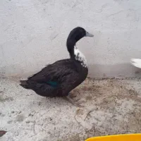 اردک فروشی تر و تمیز جوان ۳ ماهه