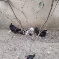 مرغ و خروس سلطان و اردک