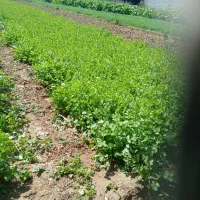 سبزی خورشتی کیلویی ۵۸