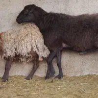 قوچ گوسفند قره قزل افشار اصلاح نژاد گله ژن دوقلوزا