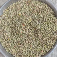 عدس کالپوش.ارسال رایگان