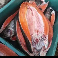 آگهی ماهی سالمون قزل آلا