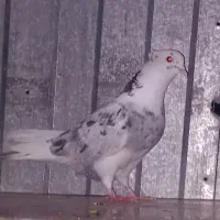 کفتر سرور کاکلی و شازده سیاه پرش سنگین تضمینی