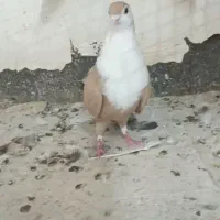 کفتر با کبوتر