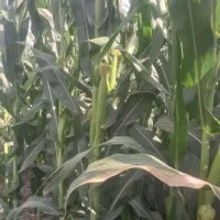 ذرت علوفه ای 1هکتار