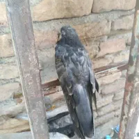 کبوتر مشکی