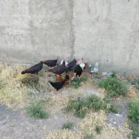 بقلموومرغ گلین