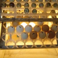 دستگاه جوجه کشی تبدیل به جوجه به طور دایم