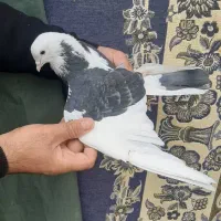 ۳ تا کبوتر پرشی تضمینی