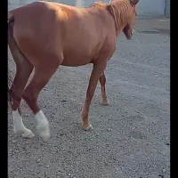 مادیون