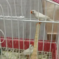 فنچ نر و ماده همراه دو سری جوجه1ماهه و ۳ماهه