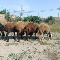 بره قربانی ۴۰کیلویی