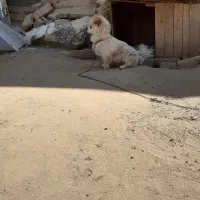 واگذاری یک عدد پاکوتاه نر خوشگل و دوس داشتنی
