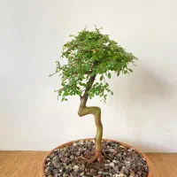 بونسای|گل و گیاه طبیعی|خمینی‌شهر, |دیوار