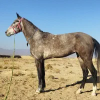 اسب ترکمن اخال