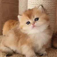 گربه بیریتیش تپل و مپل نر و ماده