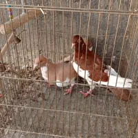 کفتر پلنگ کرمونی