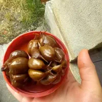 سیر ترشی