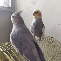 عروس هلندی مولد